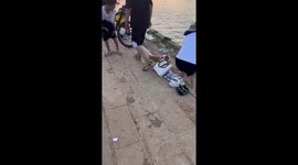 Pet Corgi saved from jumping into river