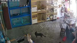 Child cries after failing to lift a cat in a Chinese pet shop