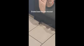 Mouse meets its match when the house cat intervenes to save the day