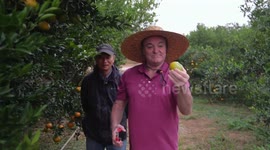 Exploring chenpi-making, an intangible cultural heritage in Guangdong, China