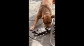 Naughty tortoise refuses to let dog enjoy its food in peace