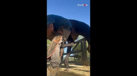 Hilarious horse plays with farrier’s apron in delightful display of equine humor