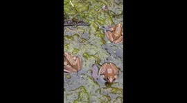 Frog species missing for half century spotted again in China's Mount Emei