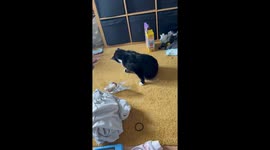 Mom puts a sock on the cat's hurt foot to help him heal
