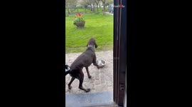 Dog with special needs cleverly bangs a bowl for food and extra attention
