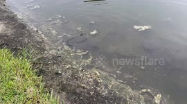 Florida fisherman disrupted by two baby gators going after his lure
