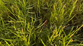 Florida man shows how to destroy the eggs of invasive Apple snail – in the most satisfying way possible