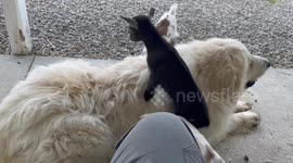 Zeke loves his baby goats