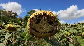 Smiling sunflowers. Paris suburb, France, Rennemoulin, vicinity of Versailles. 25 aug 2024