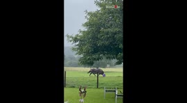 Horse turns feed bucket into a toy on a rainy day at the farm