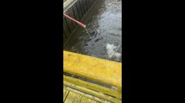 Monster Fish Gets Away