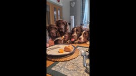 Hungry Hungry Spaniels