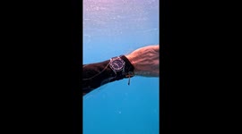 Odd Sea Creature Appears to Mimic Diver's Watch