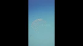 Strange Transparent Sea Creature