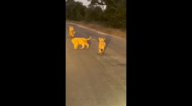 Lioness Walks Down Road With Her Cubs