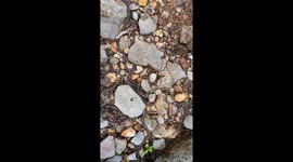 Thousands of Tiny Worms Form Giant Chain