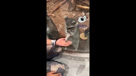Cheeky raccoon snatches visitor's bracelet at zoo in China
