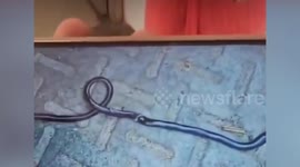 Toddler bites snake to death while playing on home's patio in India