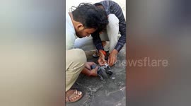 India: Social organisation treatment a injured Pigeon leg in Shahdol, Madhya Pradesh
