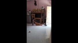 Cat and child compete over cloth in Cijahi, Banten, Indonesia