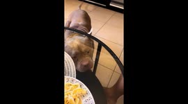 Dog tricked by glass table in Mallorca, Spain
