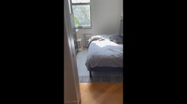 Cat sunbathing in funny position on bed in New York