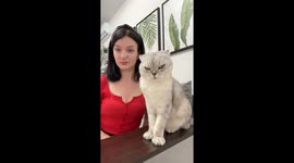 Kyiv cat Zephyr caught on camera in angry stare