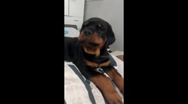 Rottweiler puppy howls cutely in London video