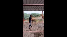 Person feeding hay to camel in Sohar, Oman scampers away after scare