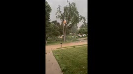 Fierce thunderstorm winds unleash their wrath on trees in Omaha
