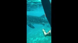 Tourists swim with whale sharks in the Philippines