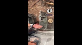 Raccoon snatches visitor's bracelet at zoo in China