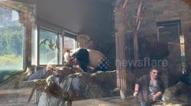 Australia's Adelaide Zoo celebrates giant panda's birthday