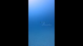 Strange Transparent Sea Creature Looks Like a Blimp