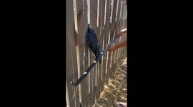 Crowbar Used To Free Crow From Fence