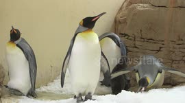 Austria: King Penguin Chick Hatches At World's Oldest Zoo Last Month