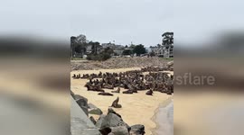 United States: Sea Lion Spectacle Closes San Carlos Beach in Monterey