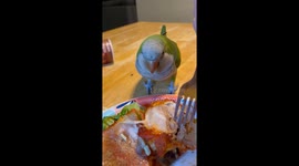 This is my bird Louie. He is a 2.5 year old Quaker parrot and as you can see he loves chicken