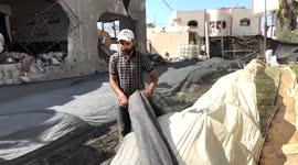 Gaza Strip: Gazan agronomist strives to reconstruct farmland on ruins