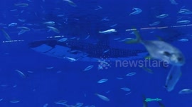 China: China develops world's first intelligent robotic whale shark