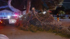 USA: Pomona Large Tree Branch Blocks Street
