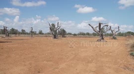 Italy: High temperatures, drought cause drop in Italian olive production
