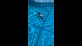 Young boy dives into pool to rescue iguana before helping it shed and releasing back into wild
