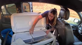 USA: Endangered Northern Leopard Frogs Released into the Wild from Oregon Zoo