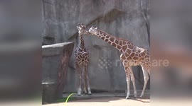USA: Milwaukee County Zoo's Giraffe Kendi Makes Strong Recovery Post-Surgery