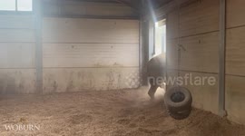 UK: Woburn Safari Park Welcomes New Rhinos, Bids Emotional Farewell to Bonnie