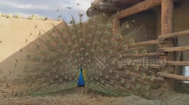USA: Peacock's Dance Delights Visitors at Bent's Old Fort National Historic Site