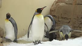 Austria: King Penguin Chick Hatches at Vienna Zoo's Polarium Amid Summer Heat