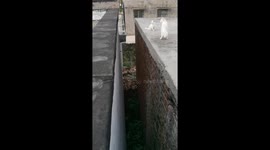 Kitten falls while attempting to leap between platforms in China