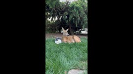 Deer and  Rabbit Best Friends